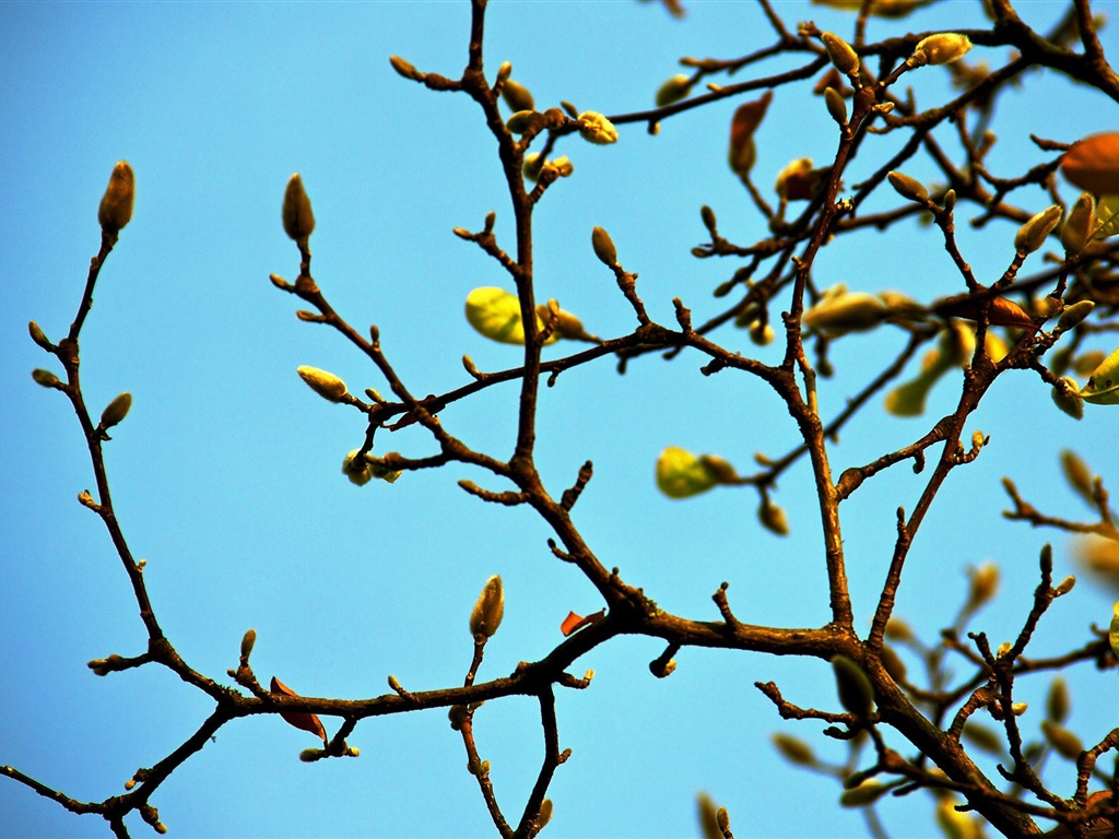 Frühjahr Knospen an den Bäumen HD Wallpaper #8 - 1024x768
