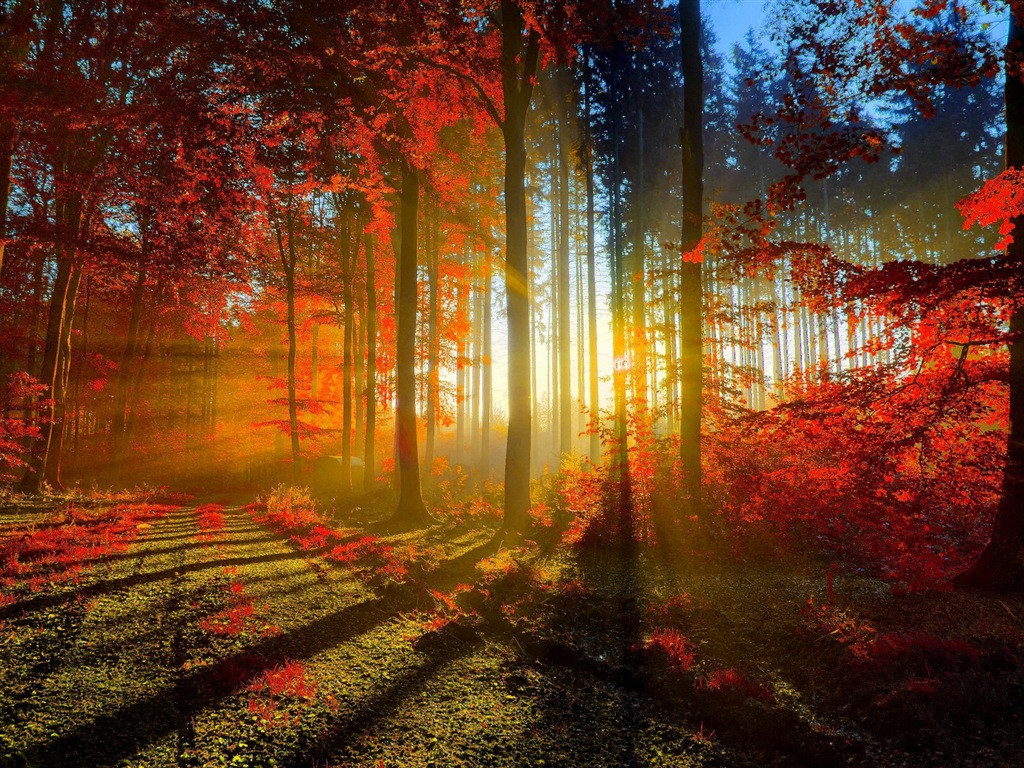 Rojo hojas de otoño bosque árboles HD wallpaper #1 - 1024x768