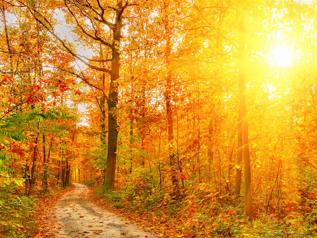 Podzimní červené listy lesních dřevin HD tapetu #3 - 1024x768