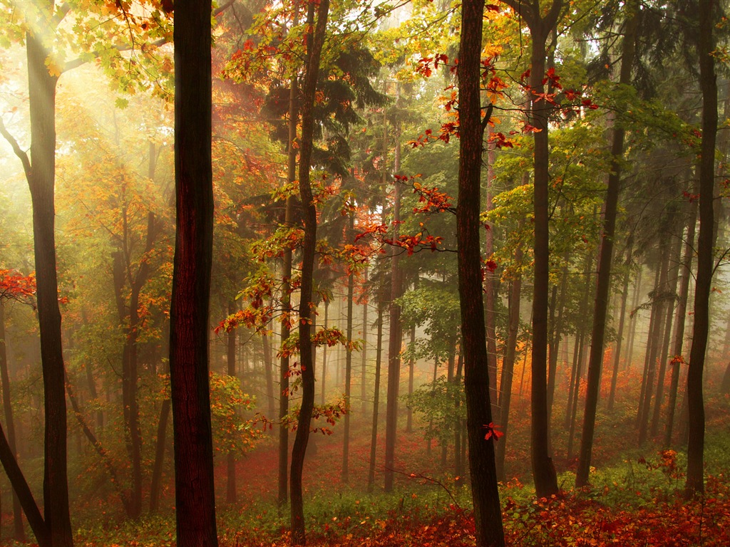 秋季紅葉森林樹木 高清壁紙 #5 - 1024x768