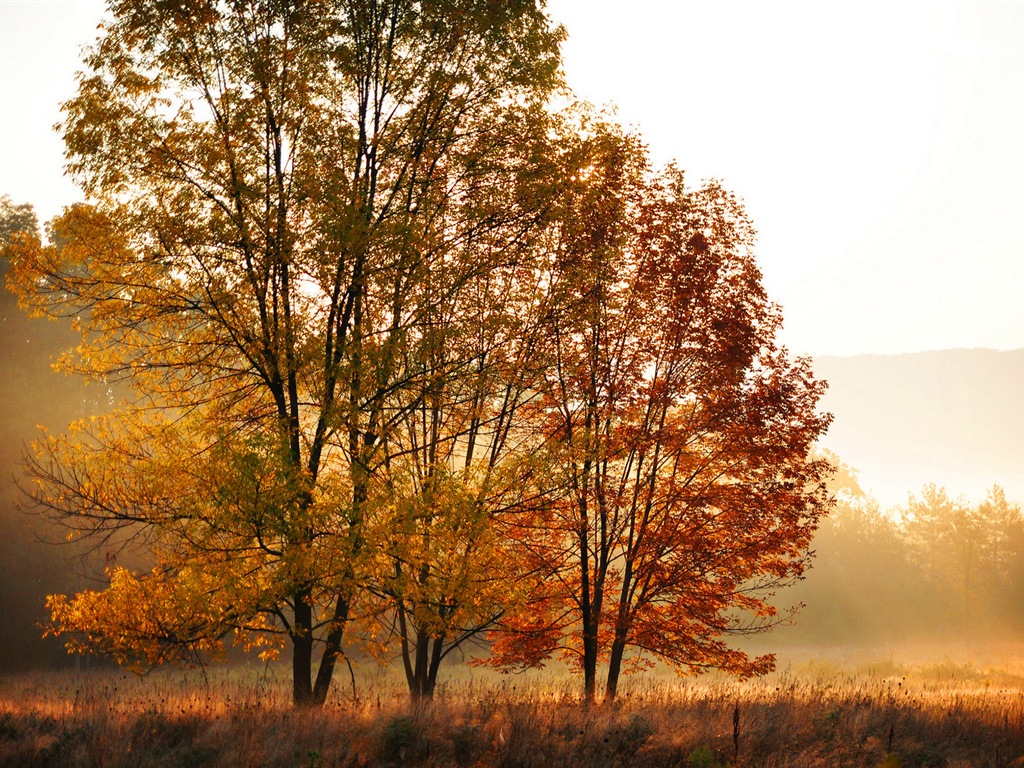 秋季红叶森林树木 高清壁纸7 - 1024x768