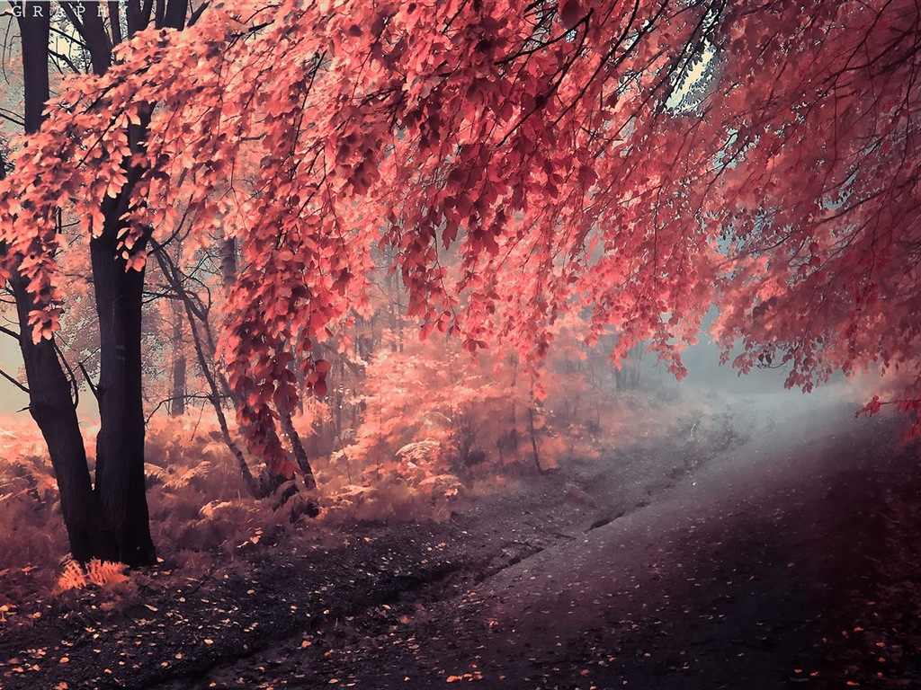 Rojo hojas de otoño bosque árboles HD wallpaper #13 - 1024x768