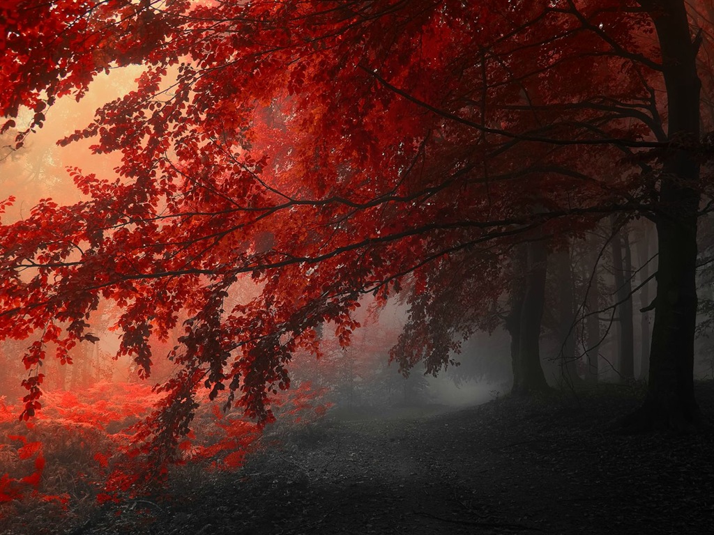 Rojo hojas de otoño bosque árboles HD wallpaper #14 - 1024x768
