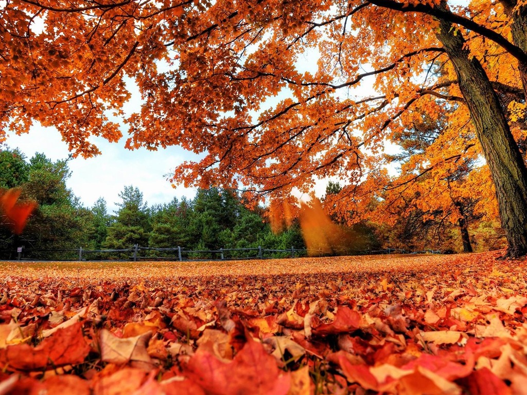 Windows 8.1 Theme HD tapety na plochu: krásné podzimní listí #1 - 1024x768