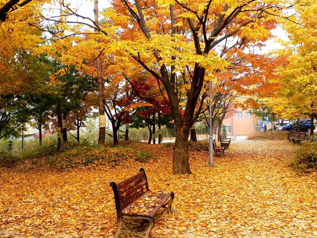 Windows 8.1 Theme HD tapety na plochu: krásné podzimní listí #3 - 1024x768