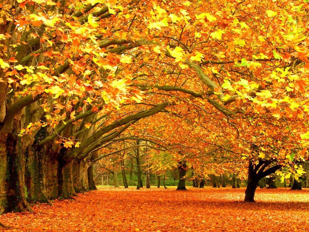 Windows 8.1 Theme HD tapety na plochu: krásné podzimní listí #6 - 1024x768