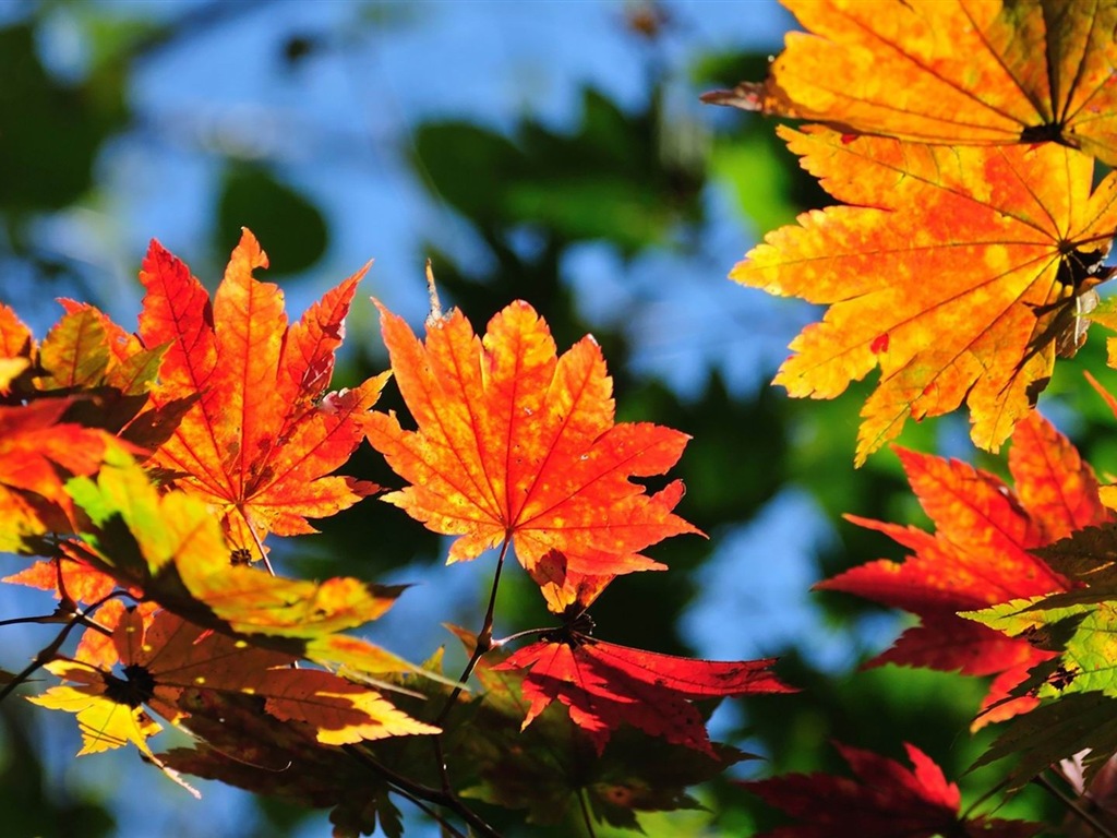 ОС Windows 8.1 HD обои темы: красивые осенние листья #8 - 1024x768