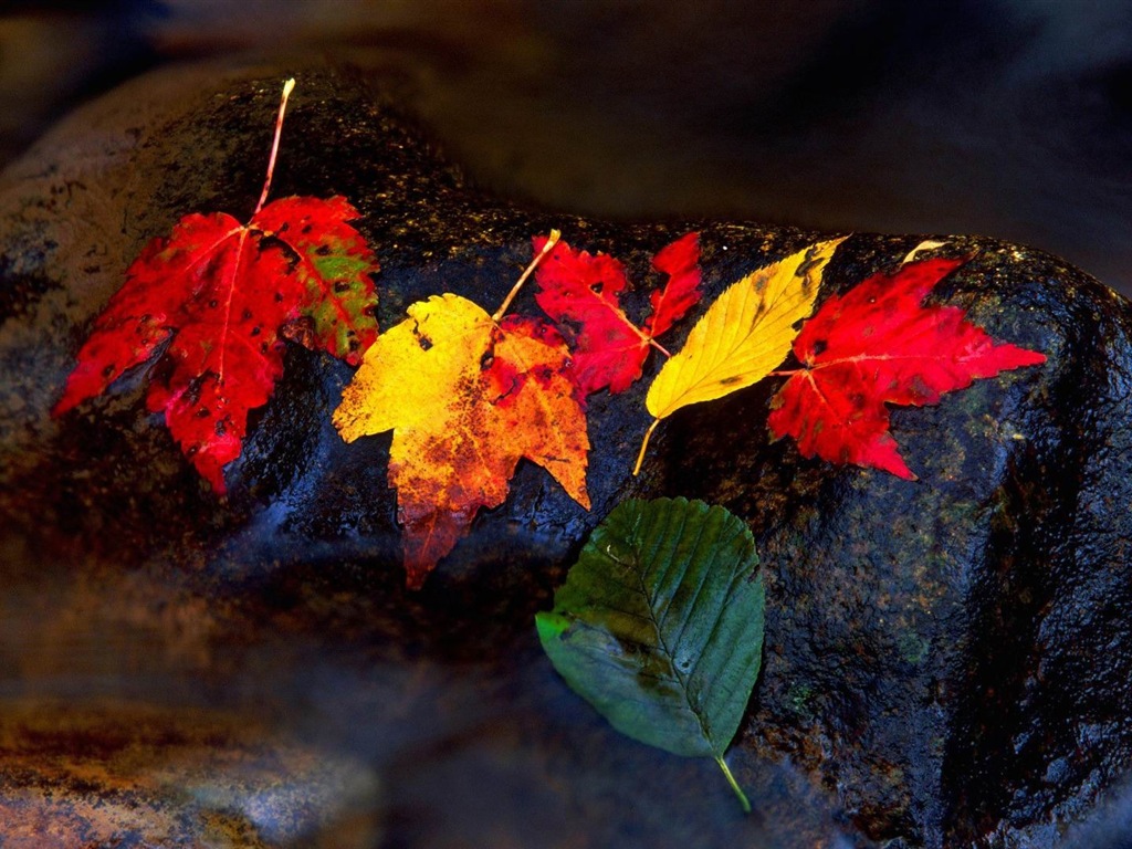 Windows 8.1 Theme HD tapety na plochu: krásné podzimní listí #11 - 1024x768