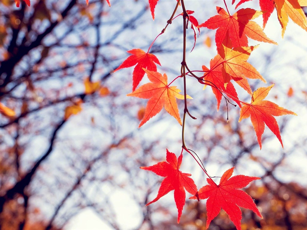 Windows 8.1 Theme HD tapety na plochu: krásné podzimní listí #18 - 1024x768