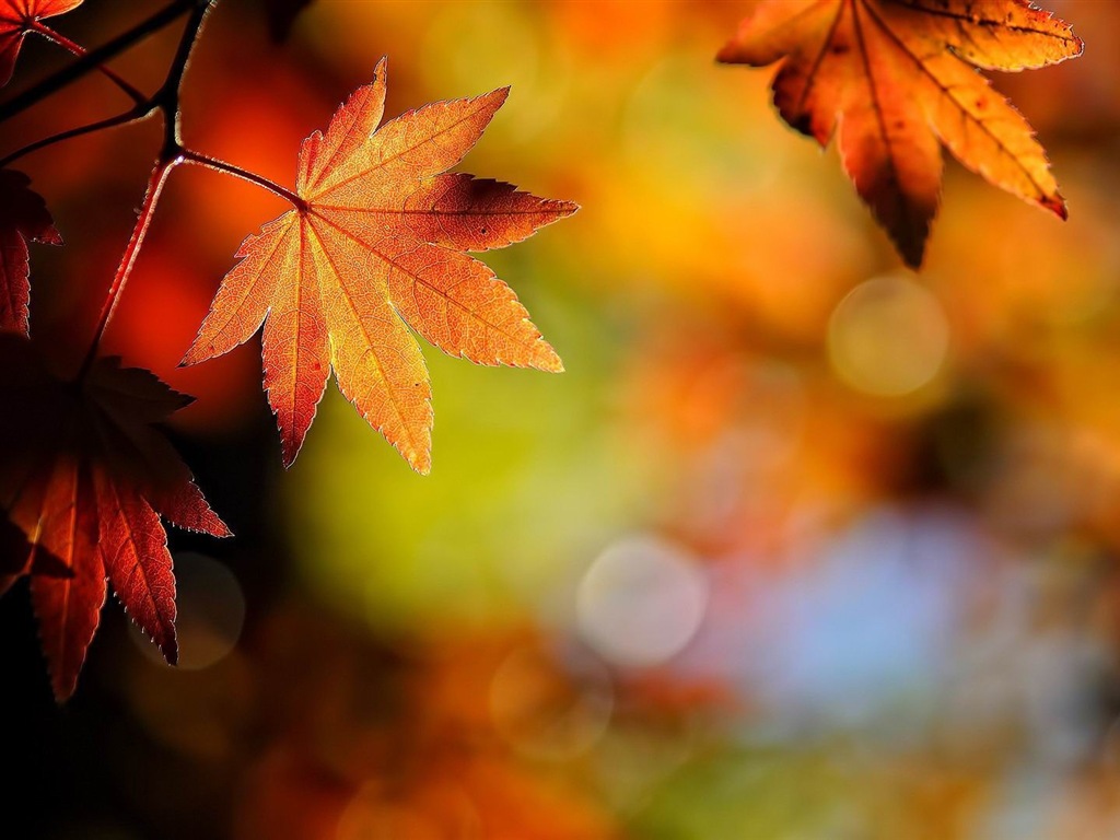 Windows 8.1 Theme HD tapety na plochu: krásné podzimní listí #19 - 1024x768