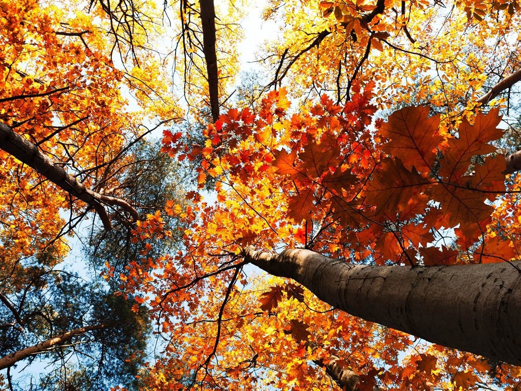 Windows 8.1 Theme HD tapety na plochu: krásné podzimní listí #20 - 1024x768