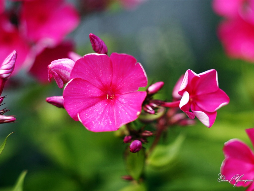 윈도우 8 테마 배경 화면의 HD : 아름다운 꽃 #1 - 1024x768
