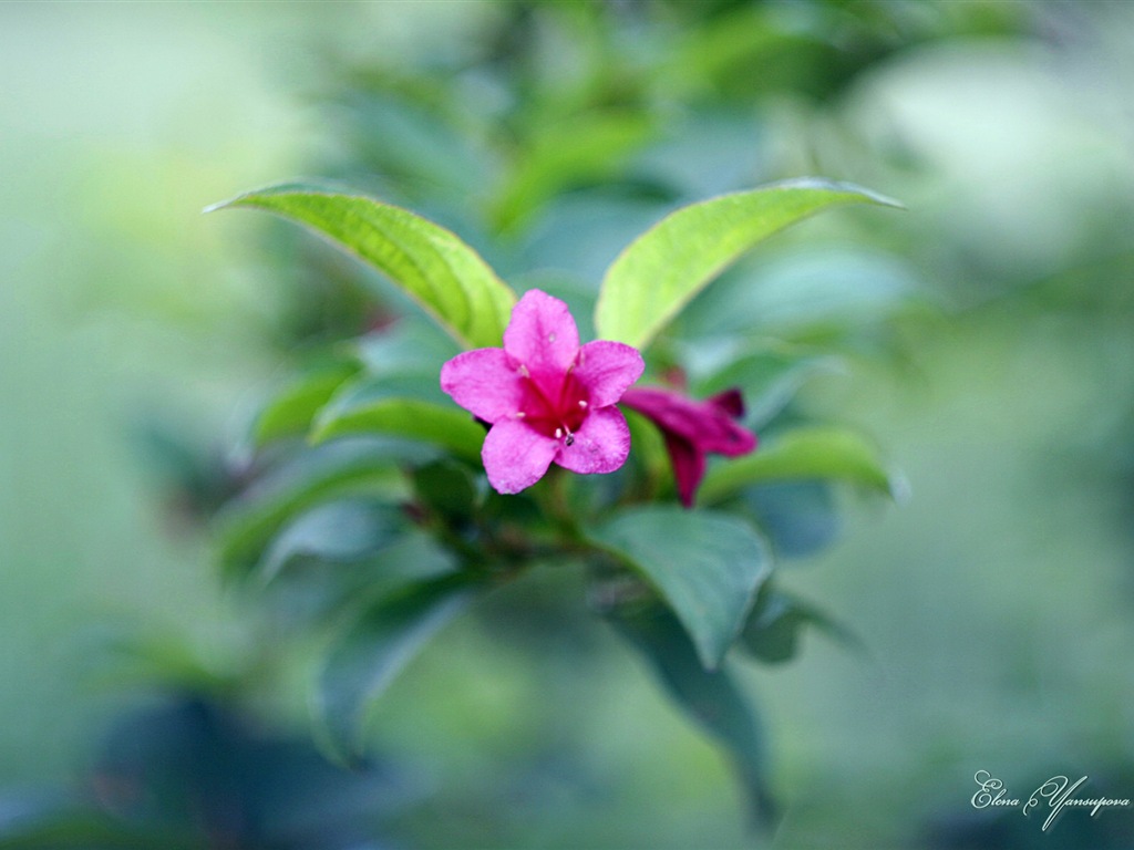 윈도우 8 테마 배경 화면의 HD : 아름다운 꽃 #12 - 1024x768