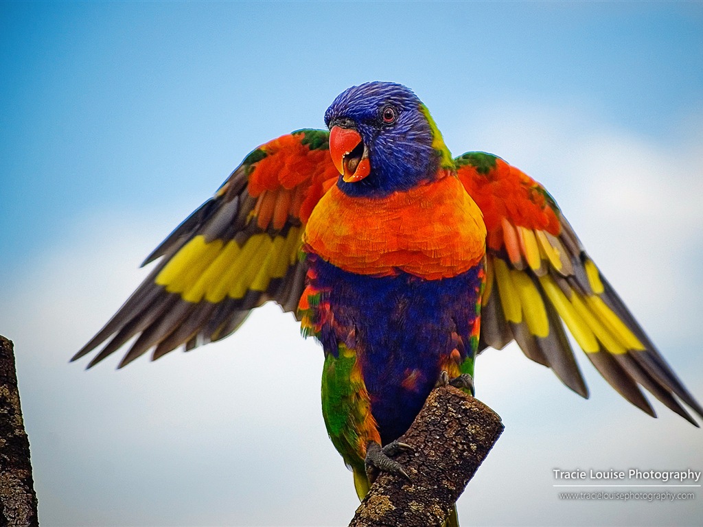 Colorful birds, Windows 8 theme wallpaper #1 - 1024x768