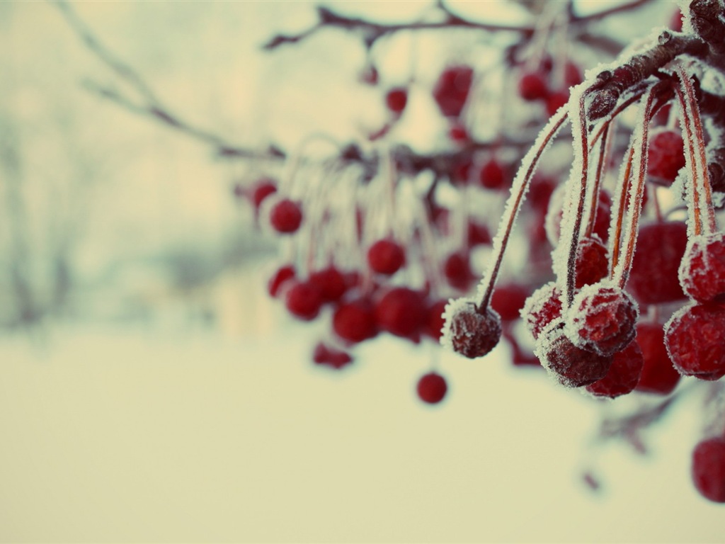 冬のベリー、霜、雪HDの壁紙 #3 - 1024x768