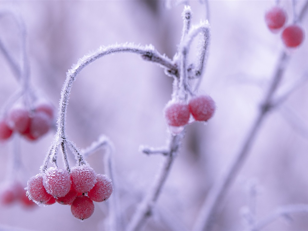 冬天的漿果 霜凍冰雪壁紙 #4 - 1024x768