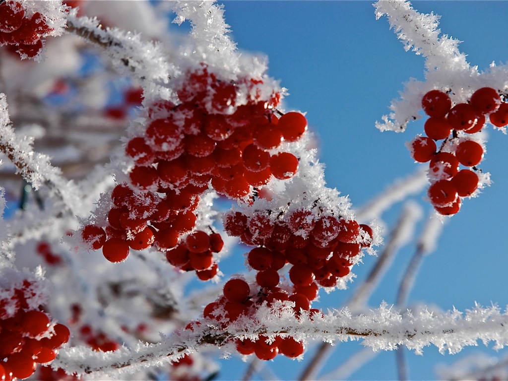 겨울 딸기, 서리 눈의 HD 배경 화면 #14 - 1024x768