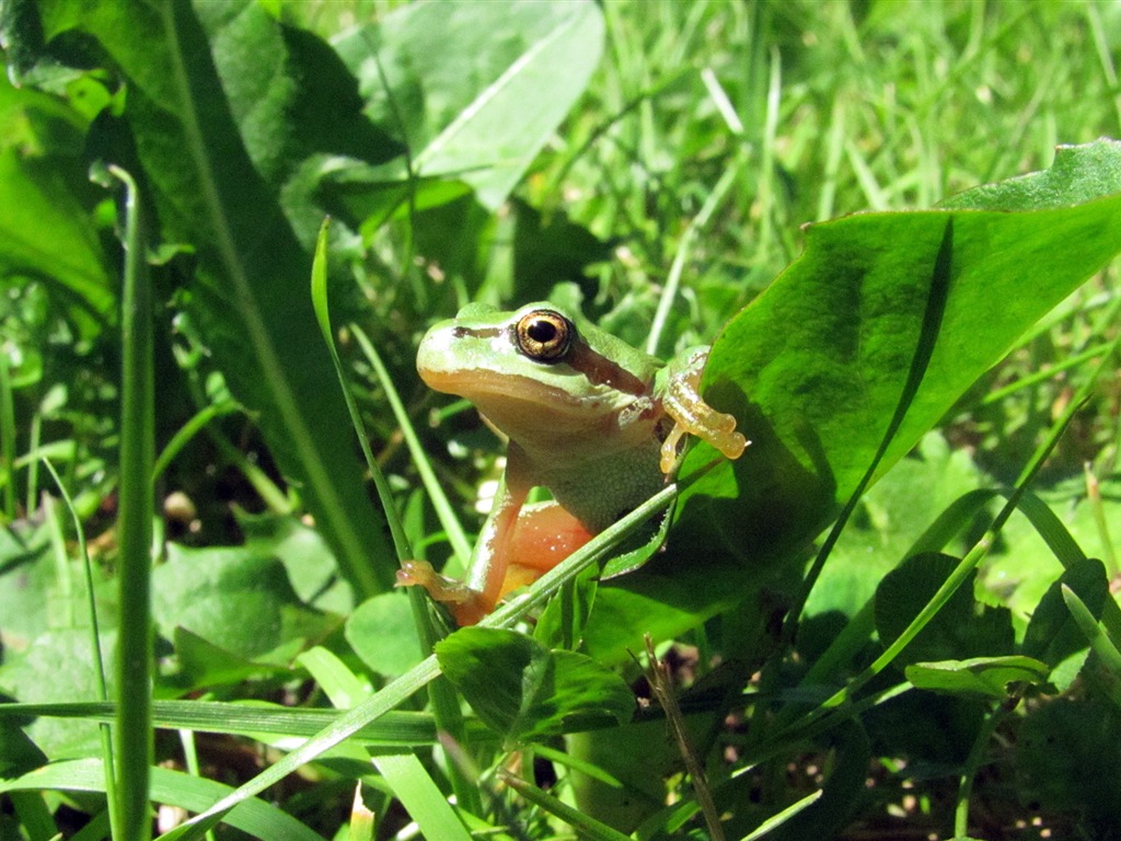 繽紛多樣的動物，Windows 8 主題壁紙 #4 - 1024x768