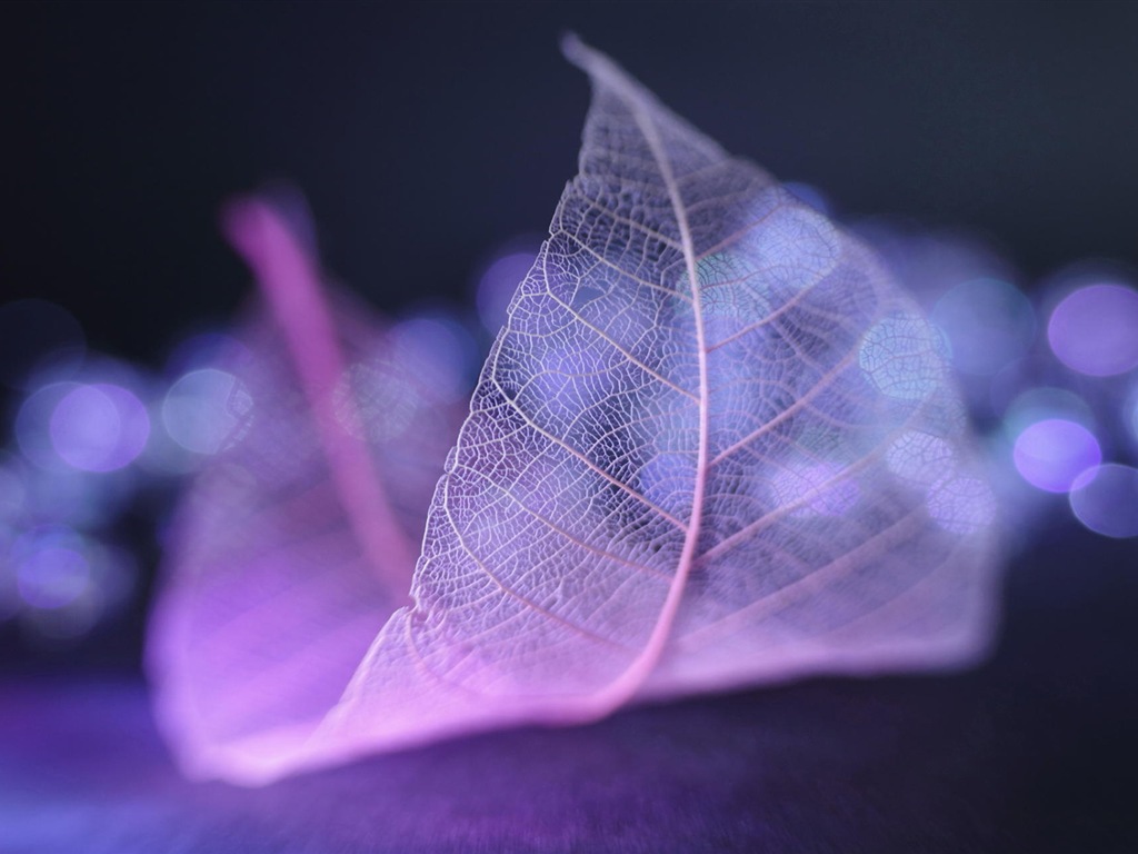 Leaf vein HD photography wallpaper #2 - 1024x768