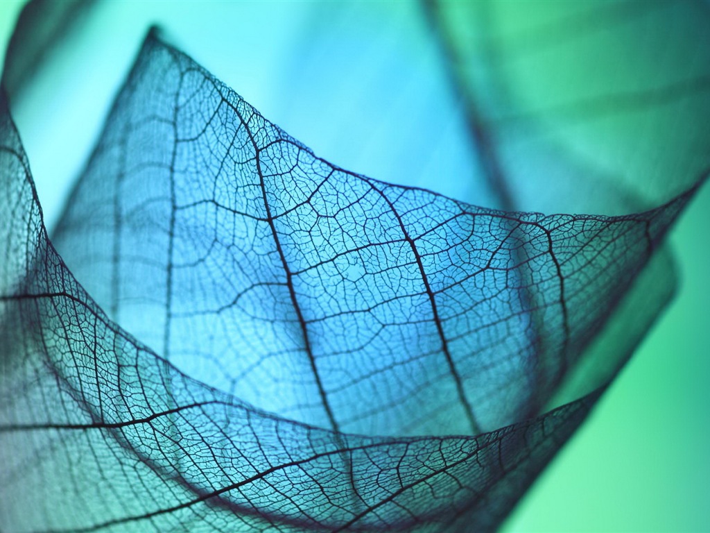 Leaf vein HD photography wallpaper #8 - 1024x768