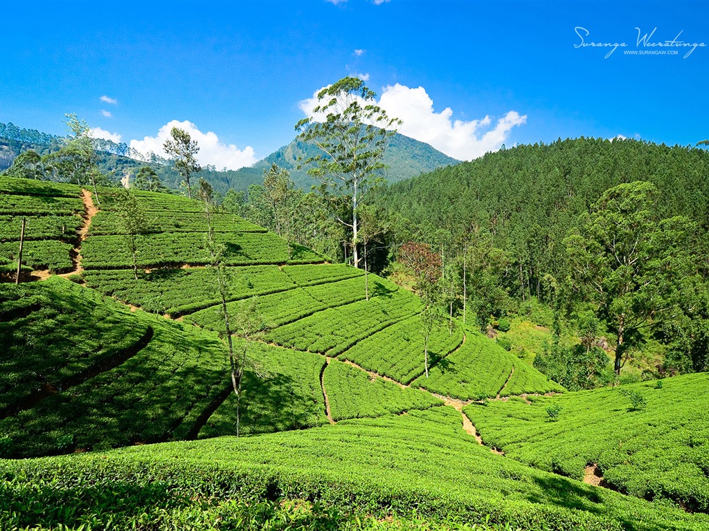 Sri Lanka style de paysage, Windows 8 fonds d'écran thématiques #6 - 1024x768
