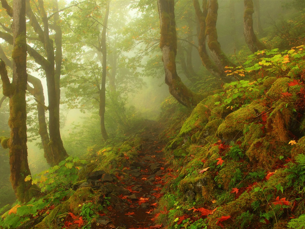 霧の紅葉や木のHDの壁紙 #4 - 1024x768