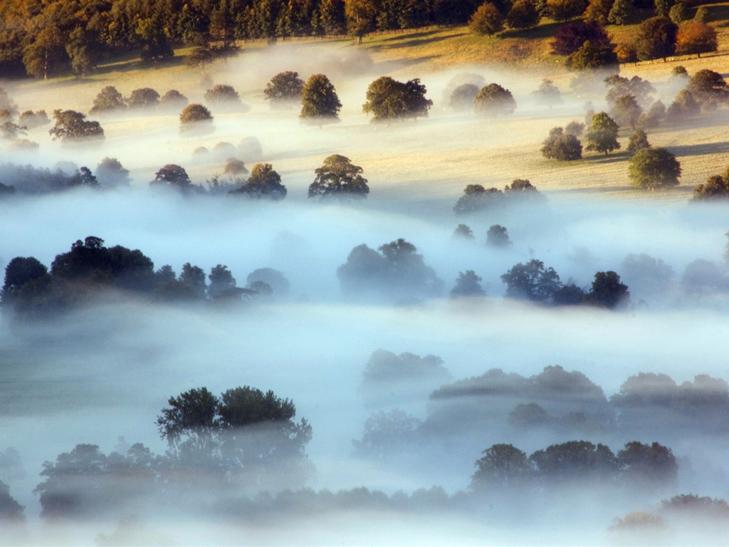 Hojas de otoño de niebla y los árboles fondos de pantalla de alta definición #6 - 1024x768