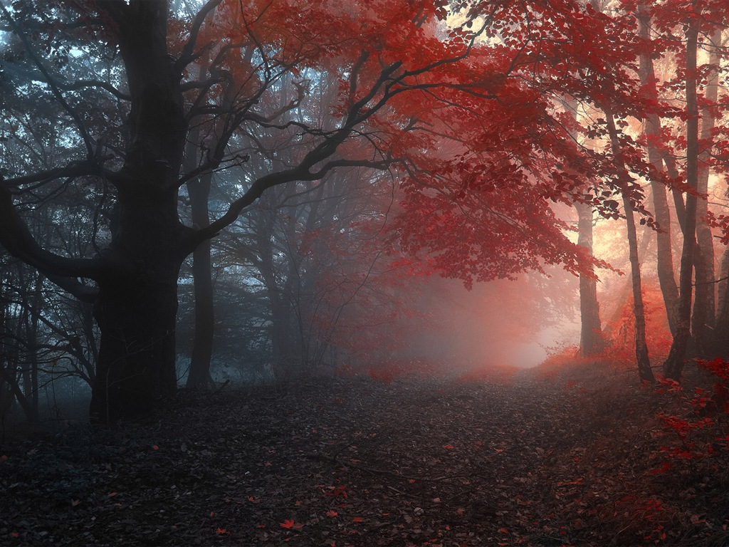 雾的秋天，红叶树木，高清壁纸7 - 1024x768
