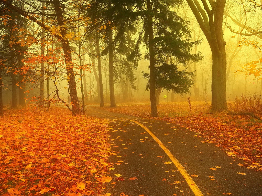 Hojas de otoño de niebla y los árboles fondos de pantalla de alta definición #8 - 1024x768