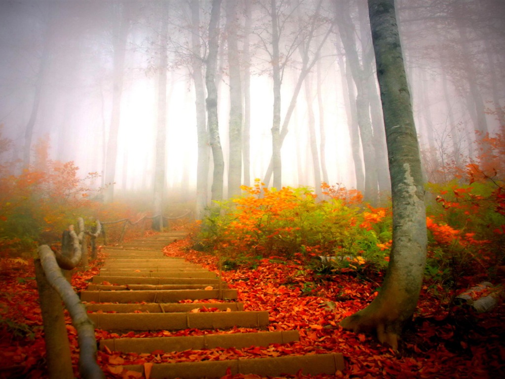 雾的秋天，红叶树木，高清壁纸12 - 1024x768