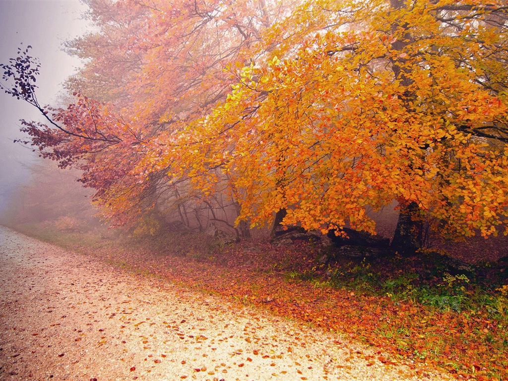 雾的秋天，红叶树木，高清壁纸13 - 1024x768