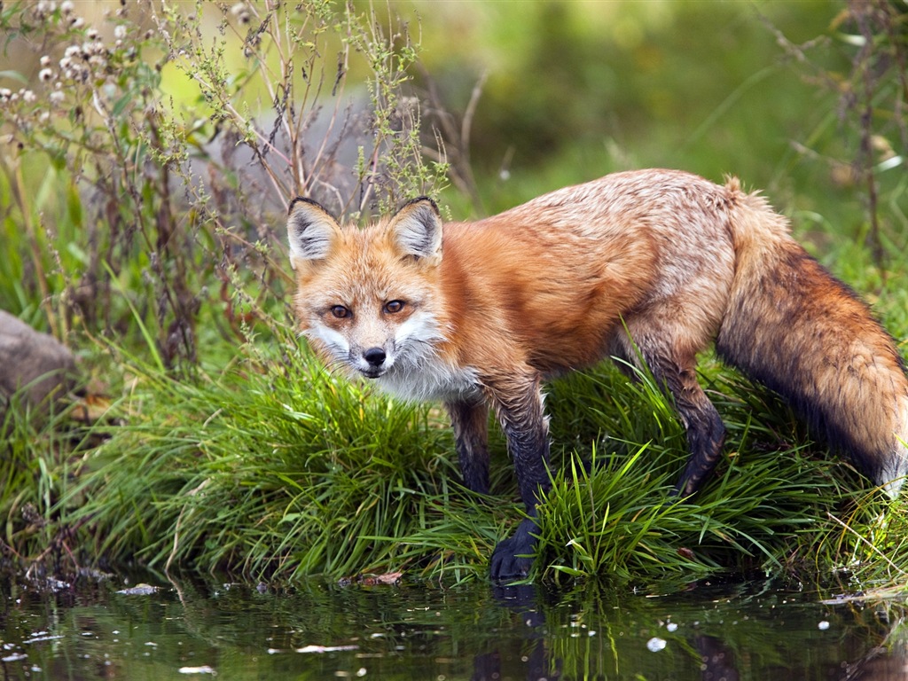 Živočišných detailní, roztomilých fox HD tapety na plochu #1 - 1024x768