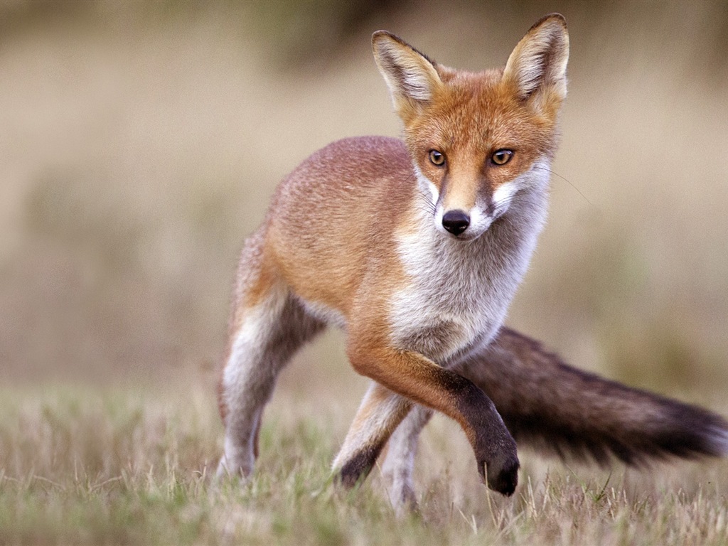Animal close-up, cute fox HD wallpapers #2 - 1024x768