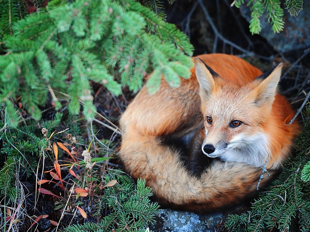 Animal close-up, cute fox HD wallpapers #3 - 1024x768
