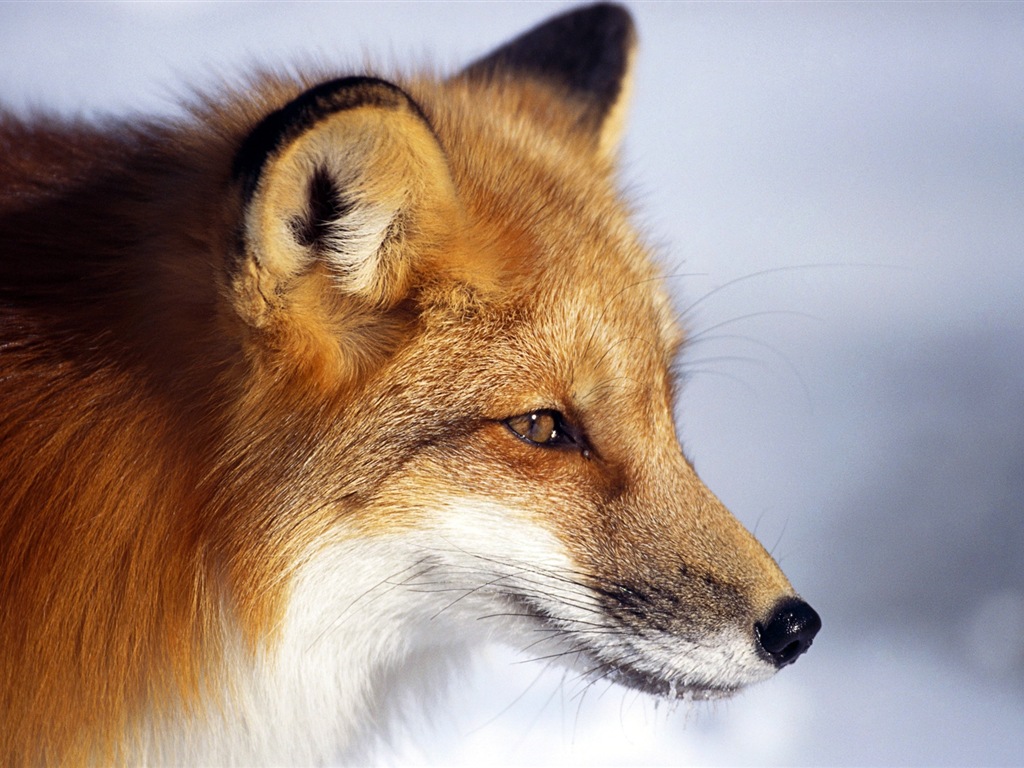 Animal close-up, cute fox HD wallpapers #4 - 1024x768