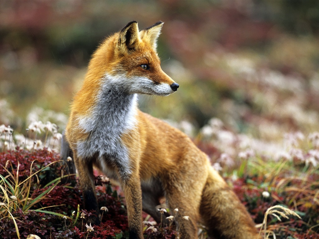 Živočišných detailní, roztomilých fox HD tapety na plochu #5 - 1024x768