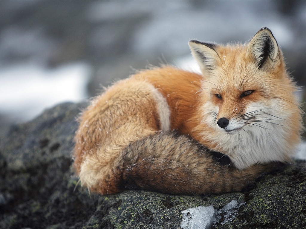 Animal close-up, cute fox HD wallpapers #6 - 1024x768