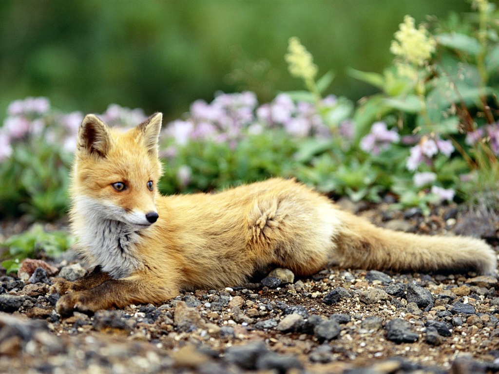 Animal close-up, cute fox HD wallpapers #7 - 1024x768