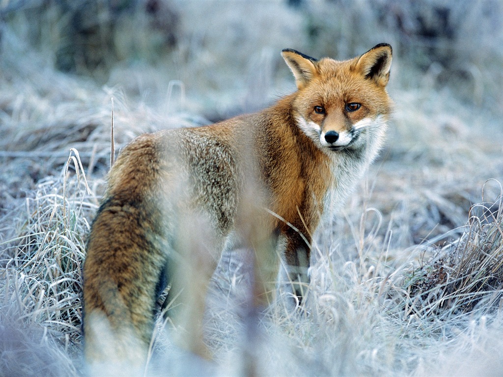 Živočišných detailní, roztomilých fox HD tapety na plochu #8 - 1024x768