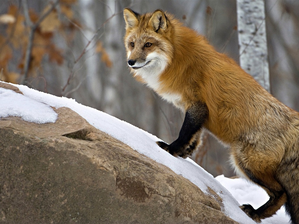 Animaux en gros plan, mignon fonds d'écran HD de renard #10 - 1024x768