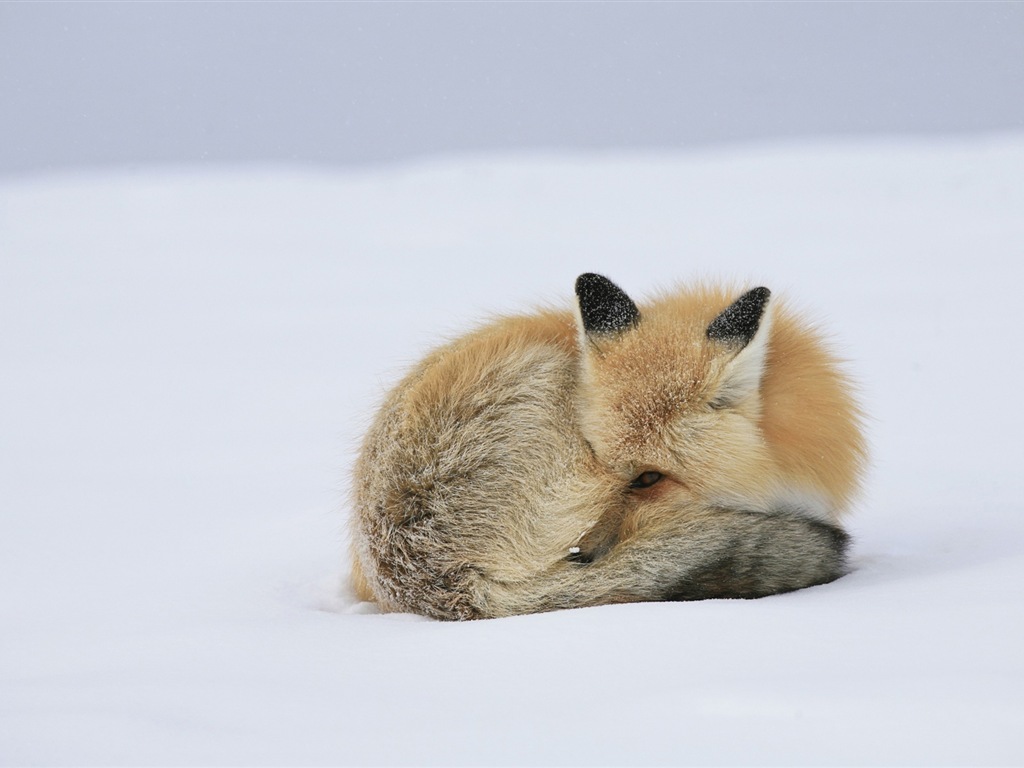 Animal close-up, cute fox HD wallpapers #11 - 1024x768