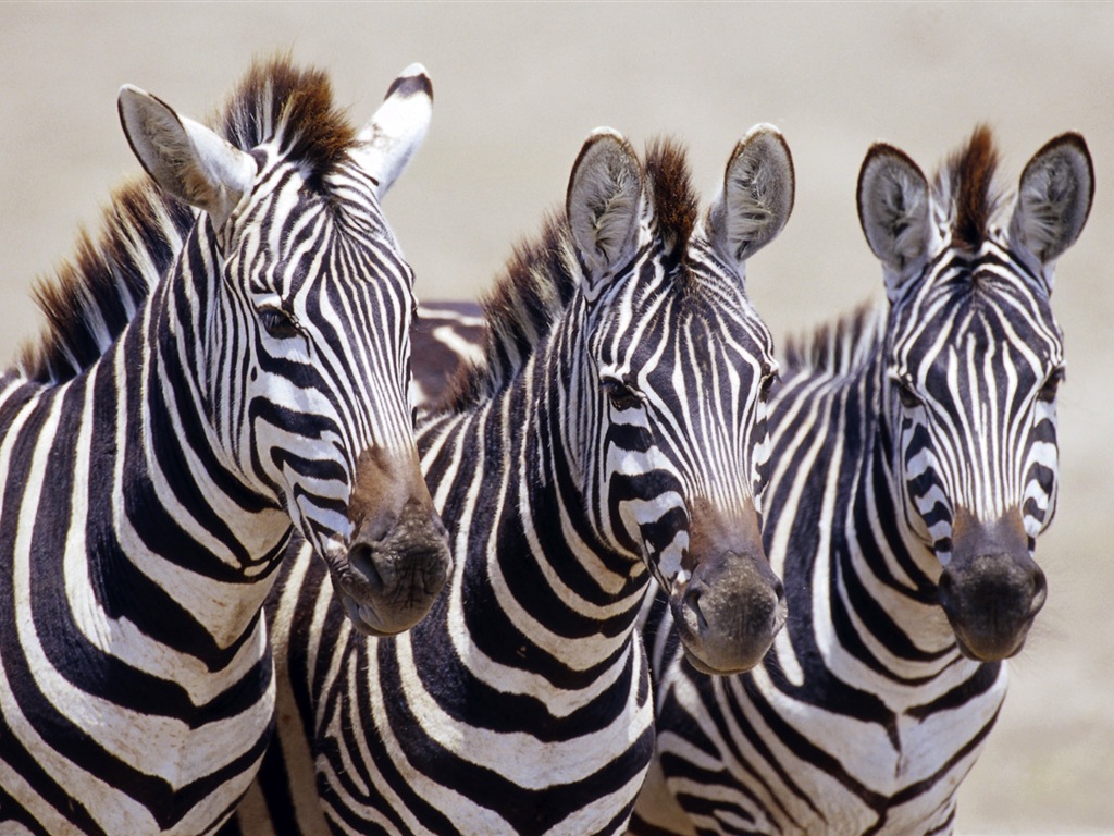 Schwarz-weiß gestreifte Tier, Zebra HD Wallpaper #1 - 1024x768