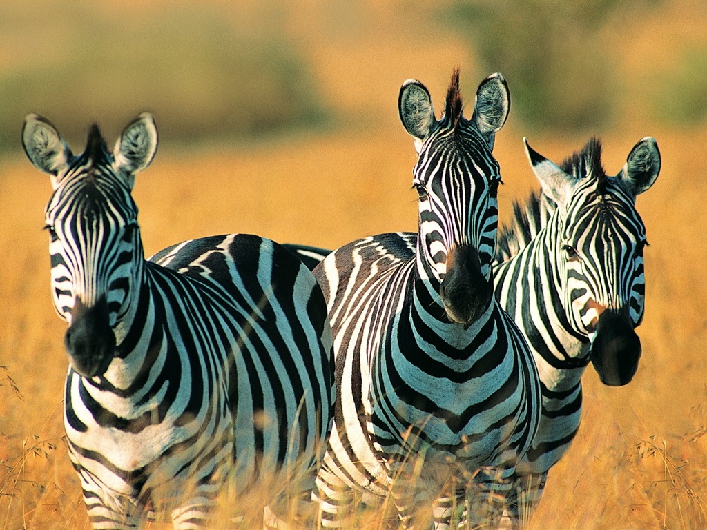 Black and white striped animal, zebra HD wallpapers #3 - 1024x768