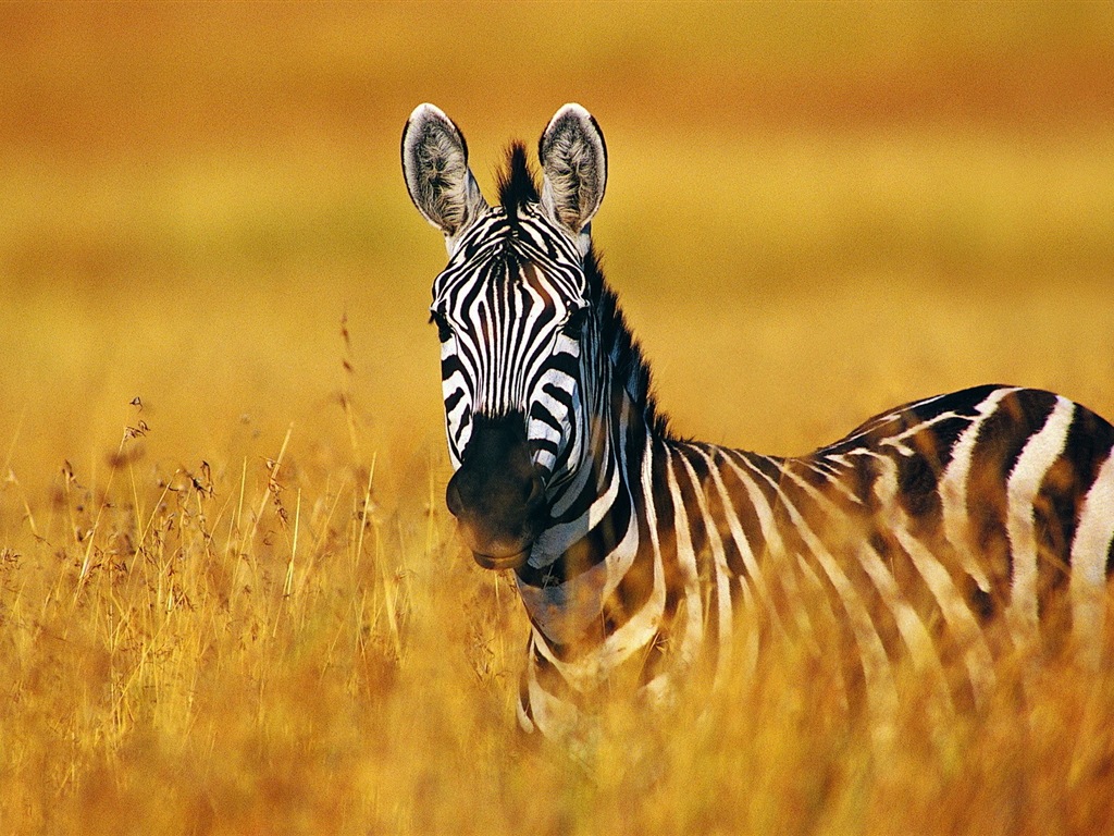 Schwarz-weiß gestreifte Tier, Zebra HD Wallpaper #4 - 1024x768