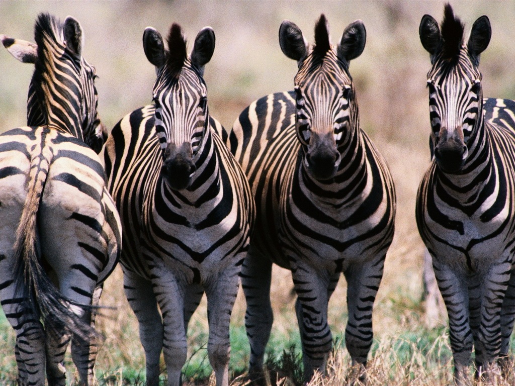Black and white striped animal, zebra HD wallpapers #5 - 1024x768