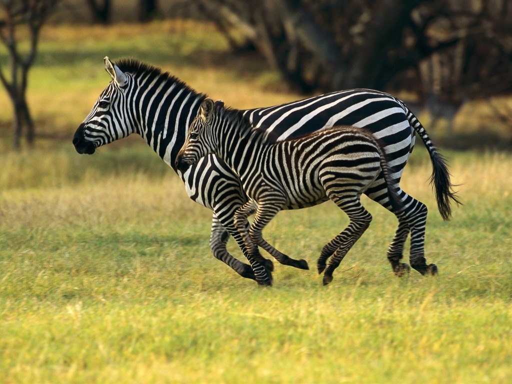 Schwarz-weiß gestreifte Tier, Zebra HD Wallpaper #6 - 1024x768