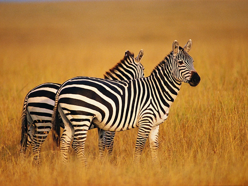 Черно-белые полосатые животных, HD обои зебра #7 - 1024x768