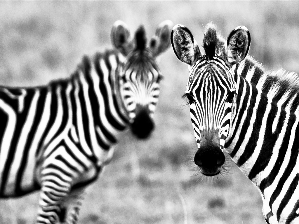 Schwarz-weiß gestreifte Tier, Zebra HD Wallpaper #8 - 1024x768