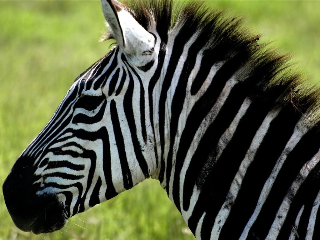 Animal rayé noir et blanc, zèbre fonds d'écran HD #9 - 1024x768