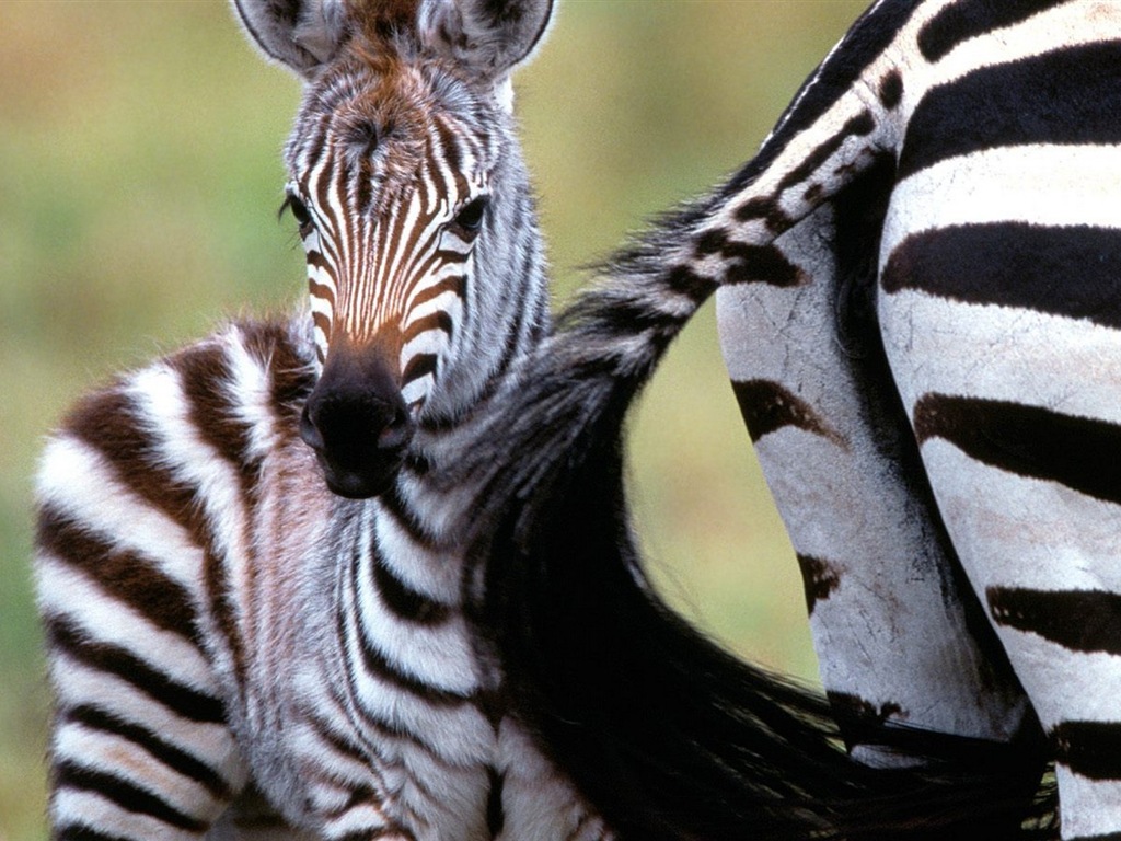 Black and white striped animal, zebra HD wallpapers #10 - 1024x768